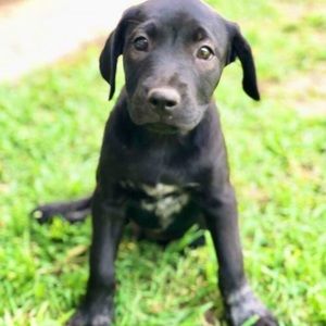 Meet your Posher, Lulu